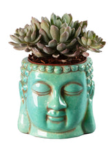 Load image into Gallery viewer, Buddha Planter 4-3/4" tall